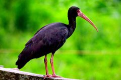 Black ibis of Colombia