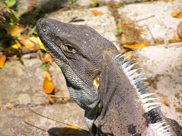 BLACK IGUANA