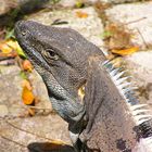 BLACK IGUANA