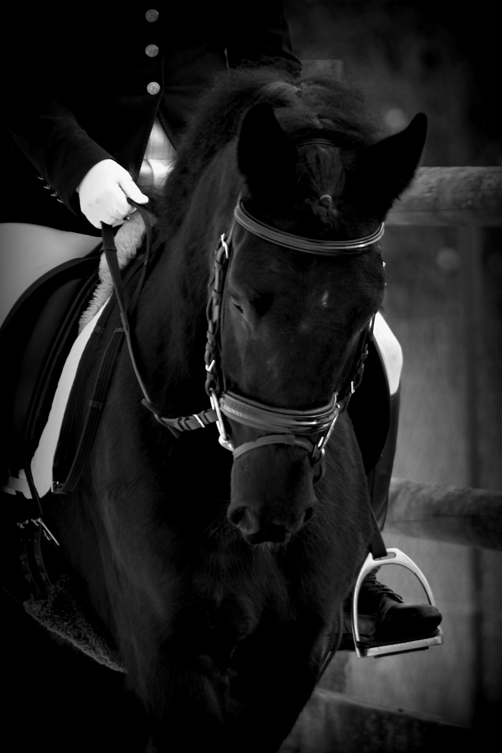 Black Jack Pferd Black Jack Pferd