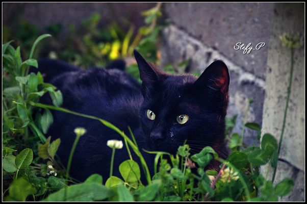 Black Jack (reloaded)