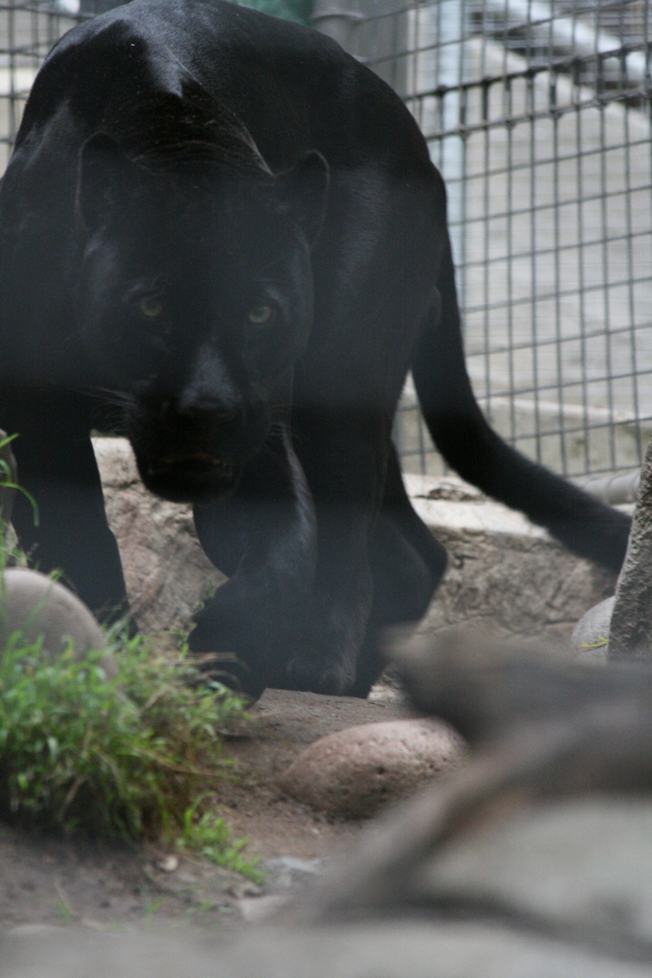 Black Jaguar