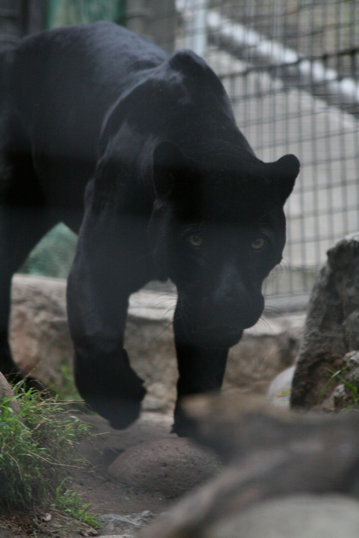 Black Jaguar San Diego Zoo