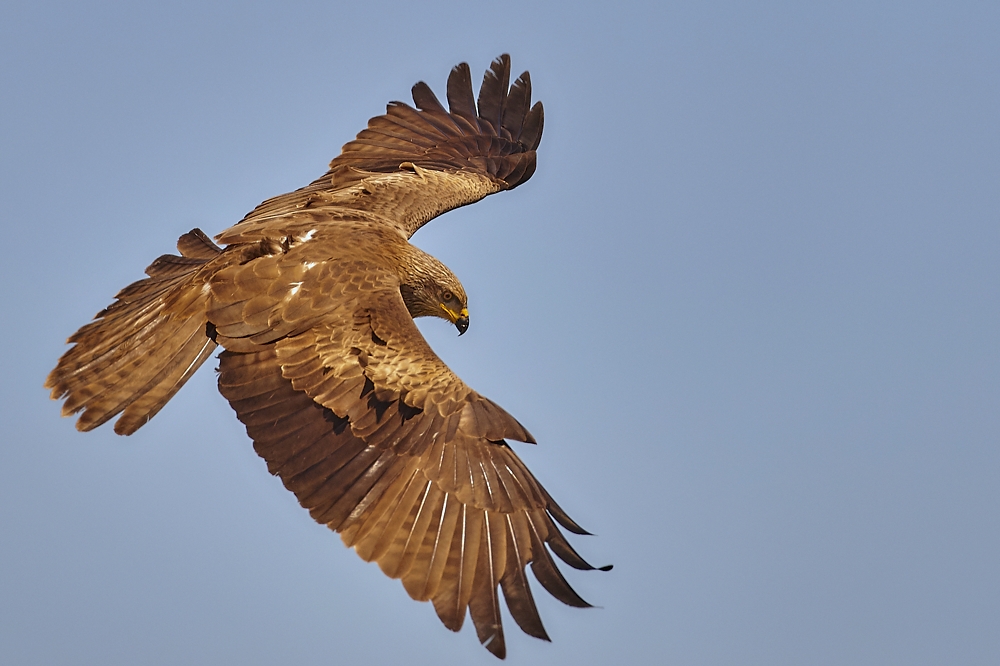 Black Kite