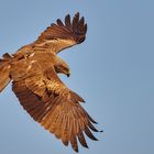 Black Kite