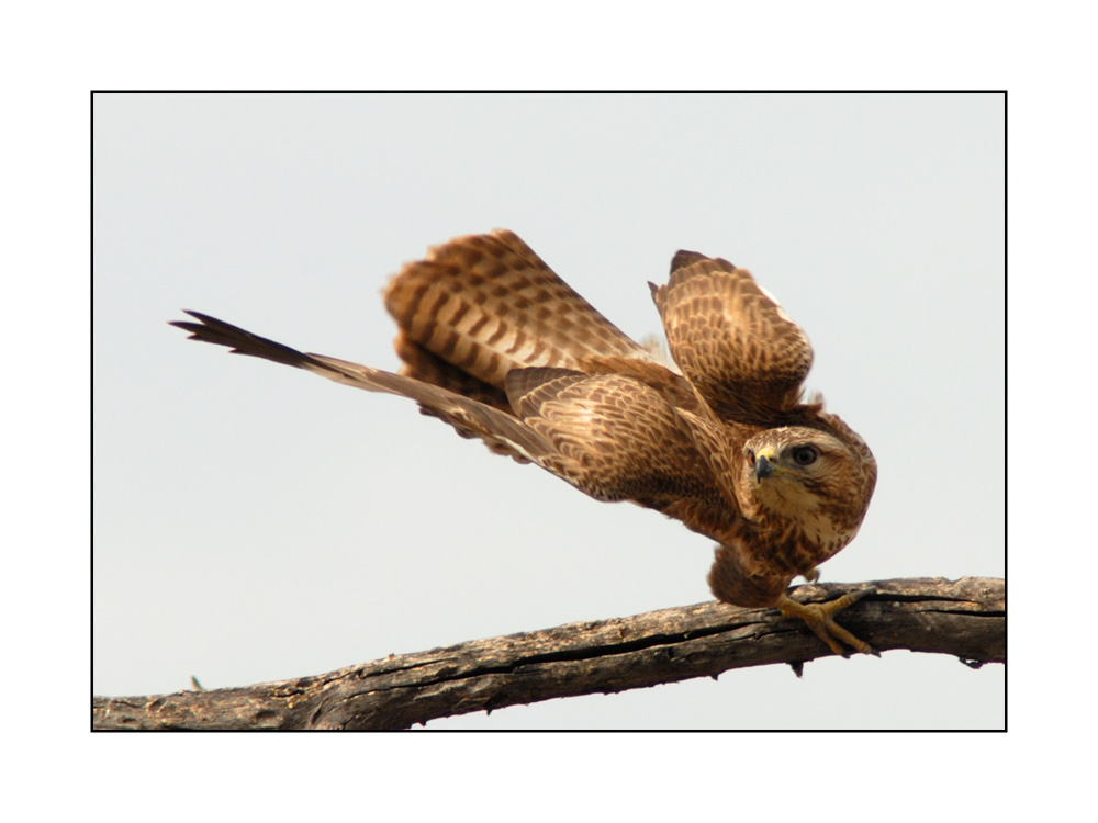 Black Kite