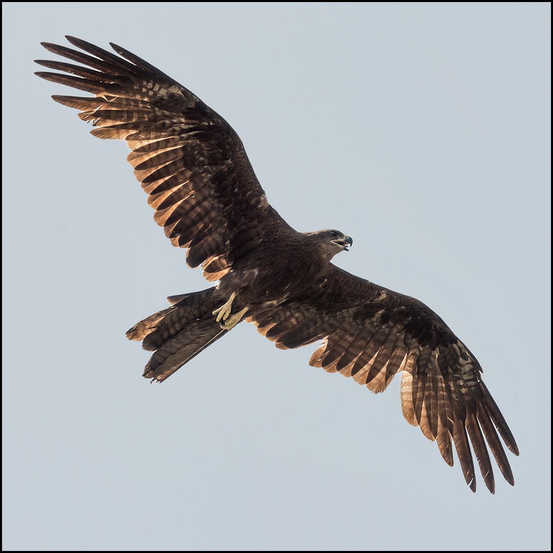 Black Kite