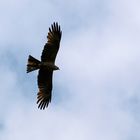 black kite