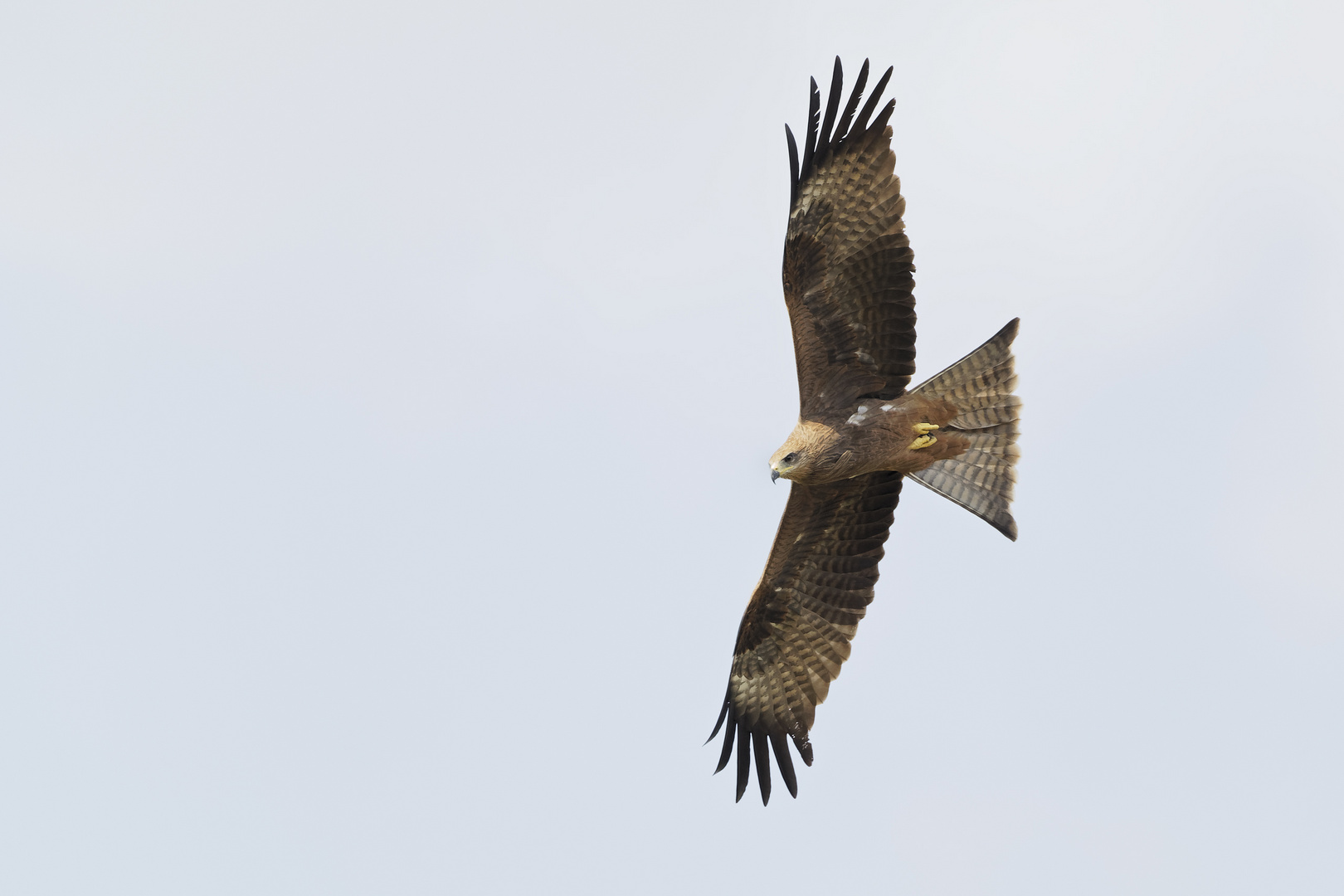 Black Kite