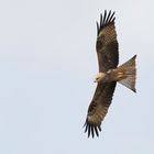 Black Kite