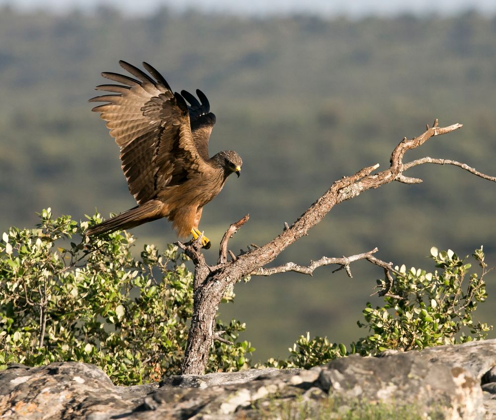 Black Kite