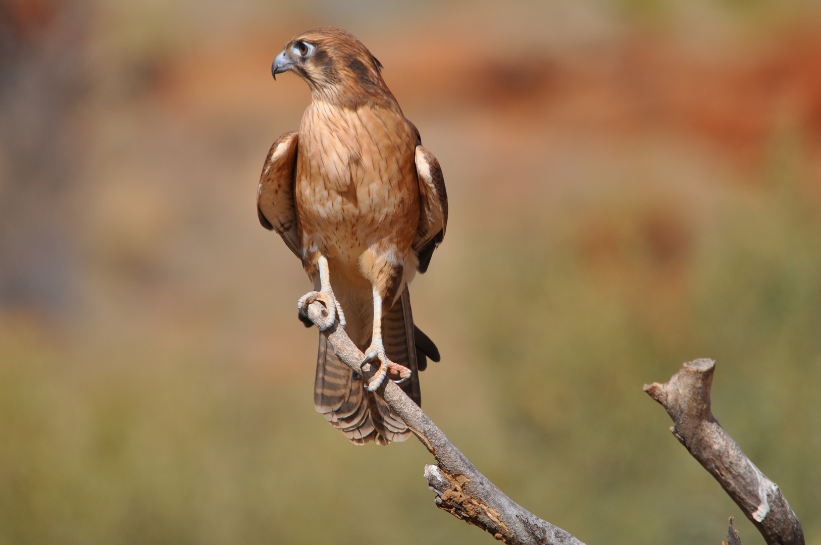 Black Kite