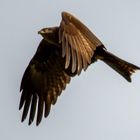 Black Kite