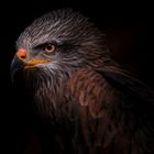 Black Kite