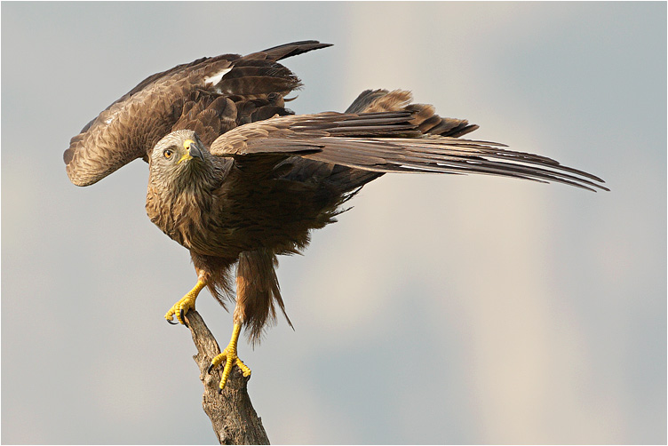 Black kite