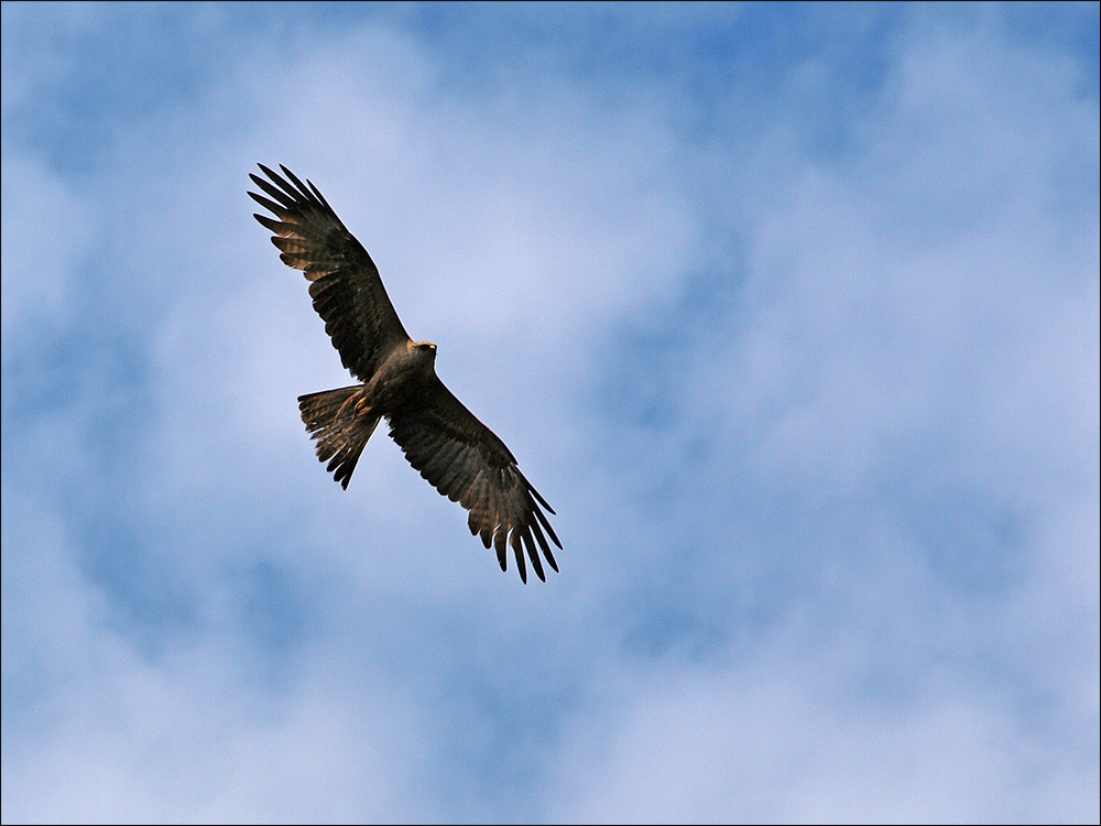 black kite II