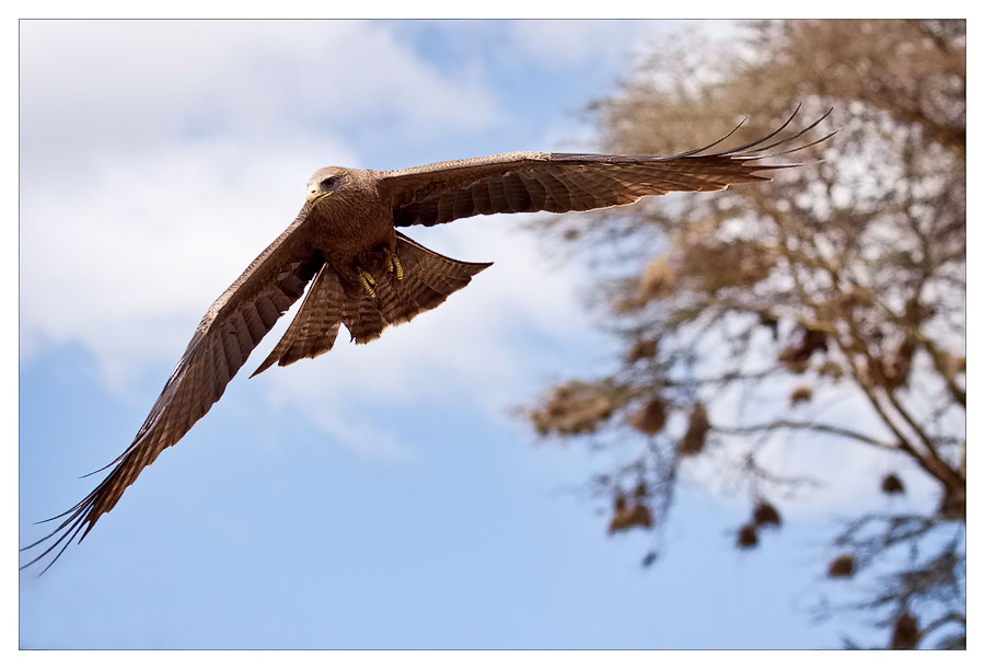 black kite im Angriff :)