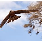 black kite im Angriff :)