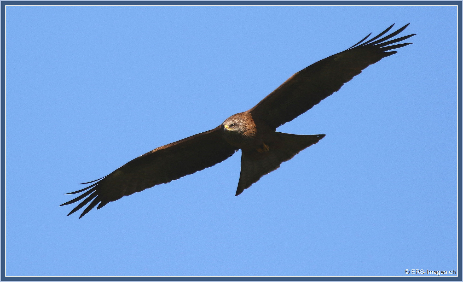 Black Kite (Milvus migrans) 2021-03-26 1496 (12)