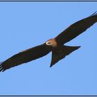 Black Kite (Milvus migrans) 2021-03-26 1496 (12)