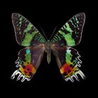 Black Label Butterfly 01