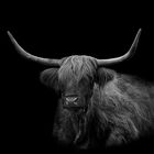 Black Label Highland cattle