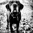 Black Labrador