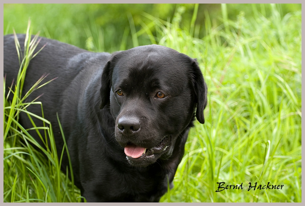 Black Labrador