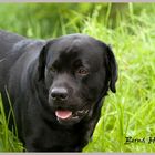 Black Labrador