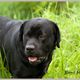 Black Labrador