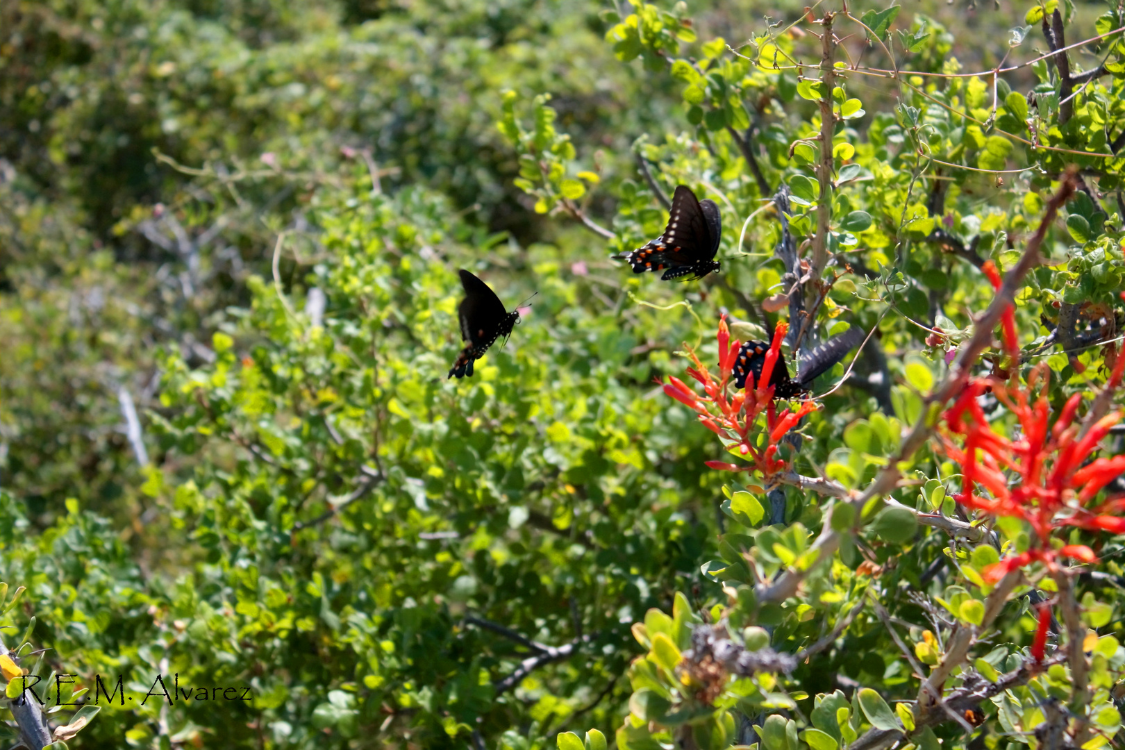 Black Ladies in the desert of Baja