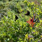 Black Ladies in the desert of Baja