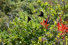 Black Ladies in the desert of Baja