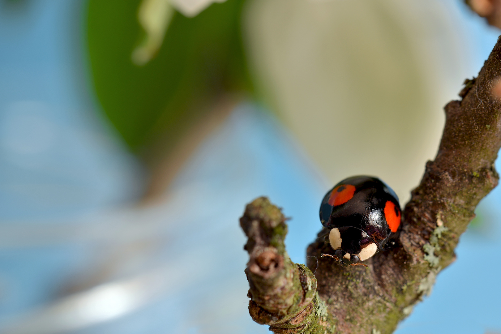 black-lady-bug