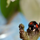 black-lady-bug