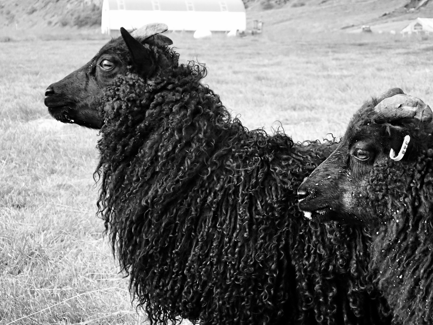 black lambs