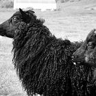 black lambs