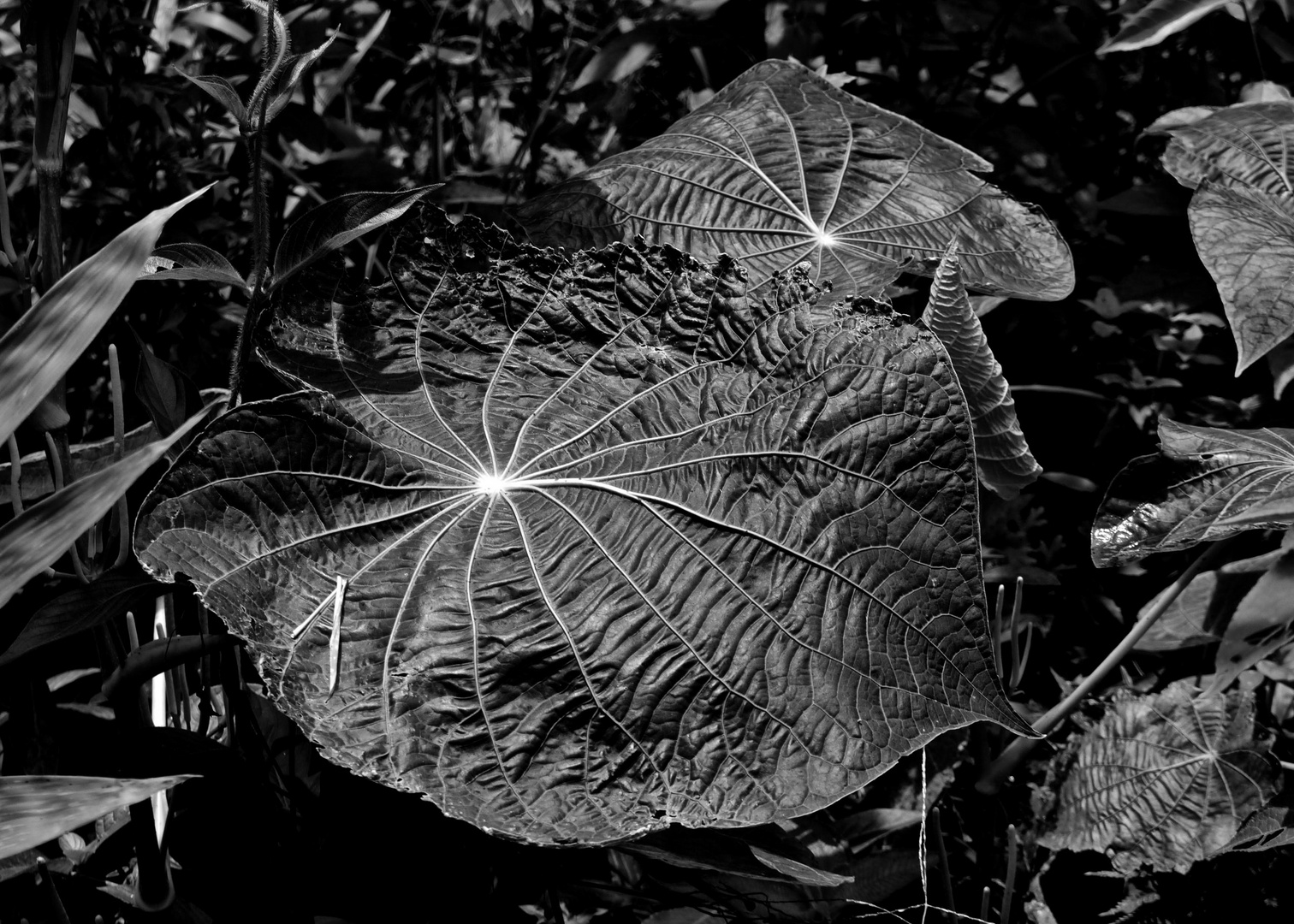 Black leaf