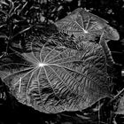 Black leaf