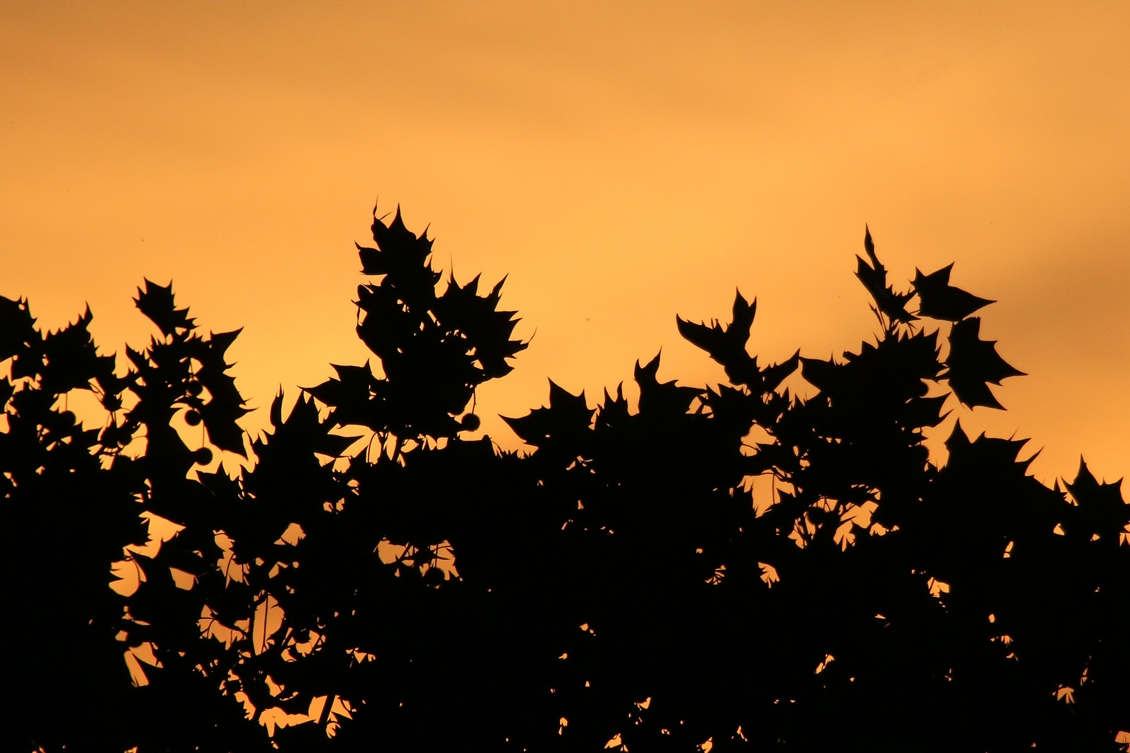 Black Leafs