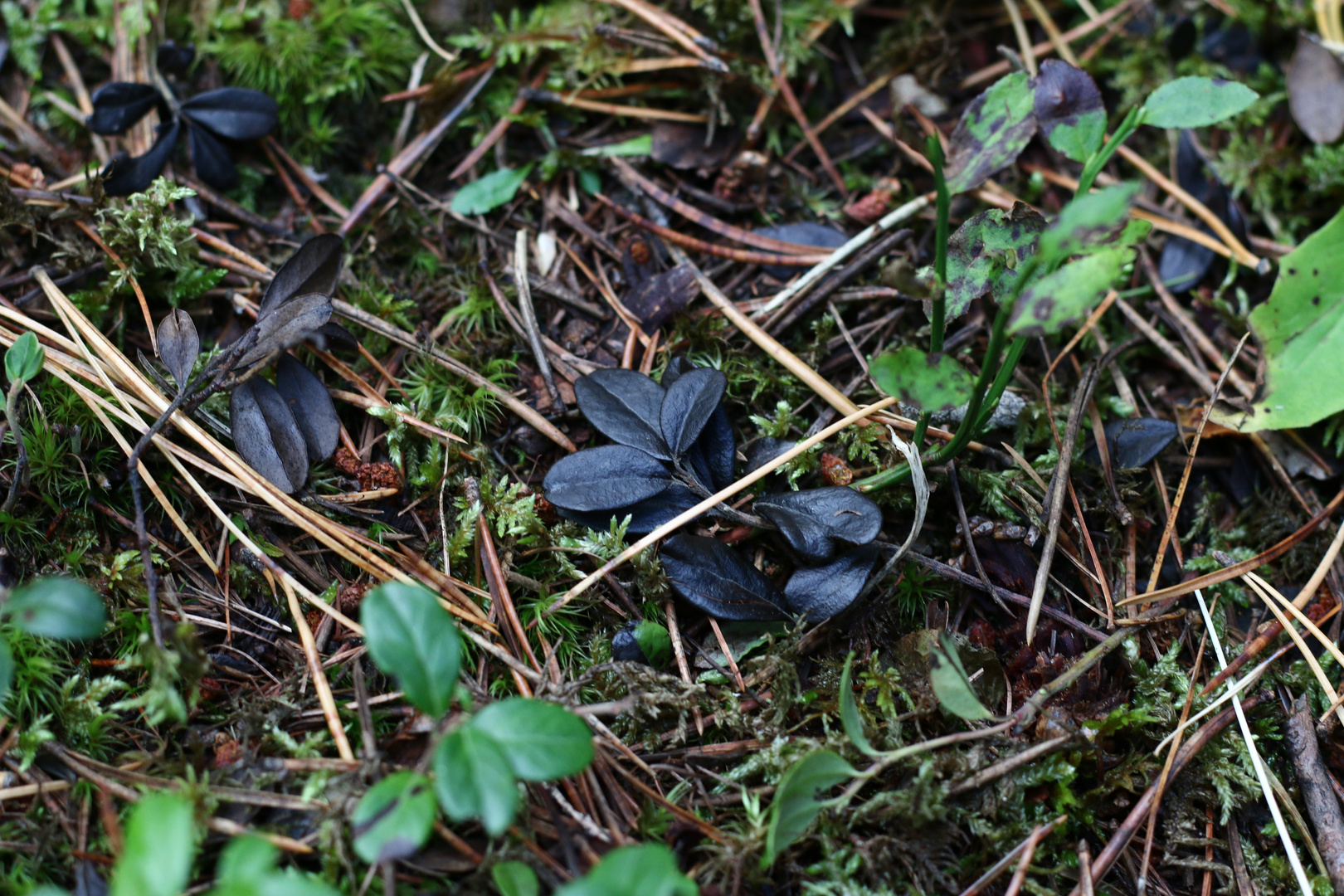 black leaves