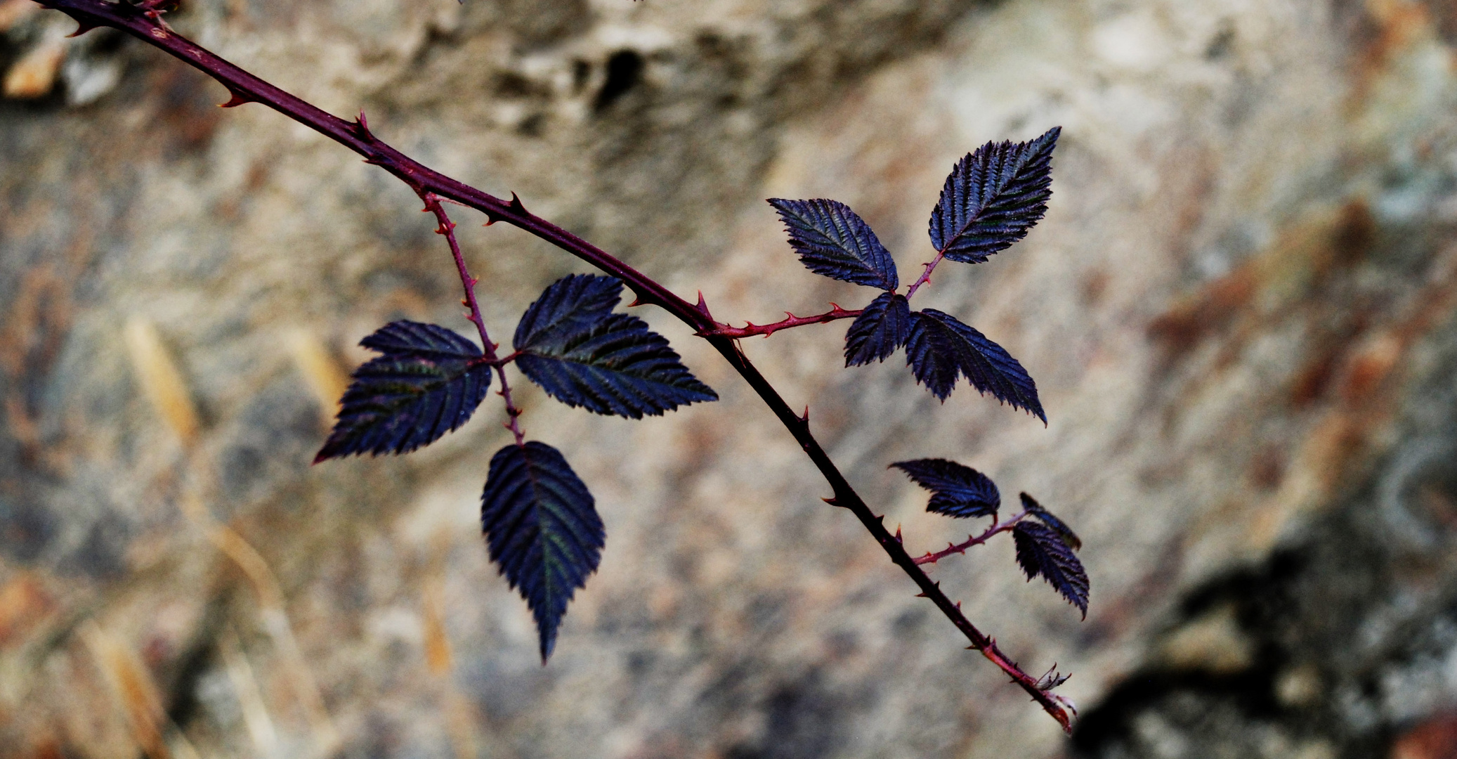 black leaves and the dirty ground