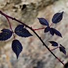 black leaves and the dirty ground