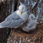 Black legged kittiwake