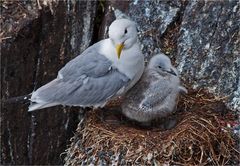 Black legged kittiwake