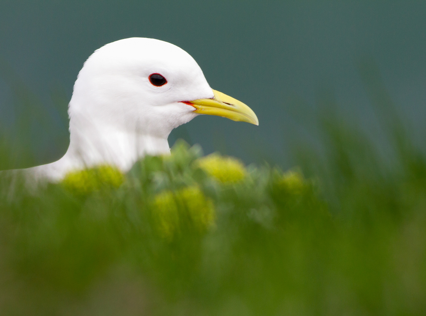 Black-legged Kittiwake - Rissa tridactyla