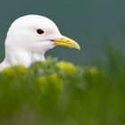 Black-legged Kittiwake - Rissa tridactyla