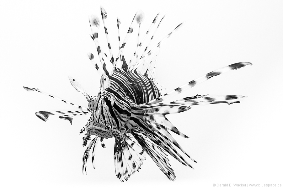 ~ Black Lionfish ~