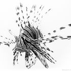 ~ Black Lionfish ~