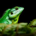 Black-Lipped Lizard aus Sri Lanka